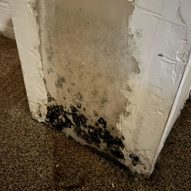 Professional Mold Removal in Wichita County, KS